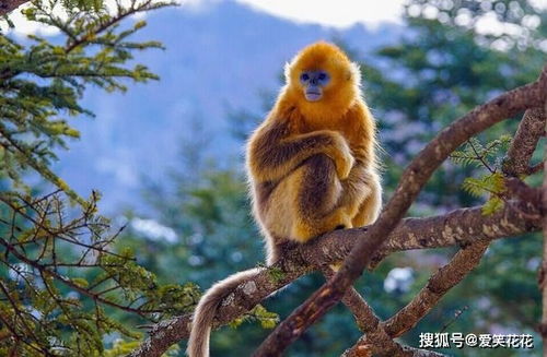 属猴人的爱情专一，属猴的爱情弱点是什么？