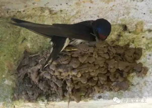 女人梦见救燕子幼崽有什么特殊预兆或象征意义？