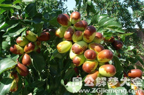 诡异的红枣梦境