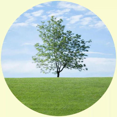 2. 强健体魄与智慧象征