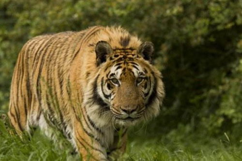 属虎狮子座2026年六月运势和11-12月运势具体内容是什么？