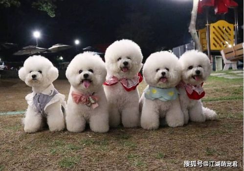 根据比熊的外貌特点