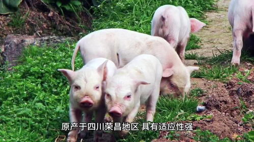 那一些年掉进去哒起名天坑｜避坑指南