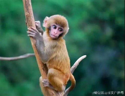 猕猴大军的围攻