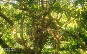 根深叶茂的生肖是哪个？