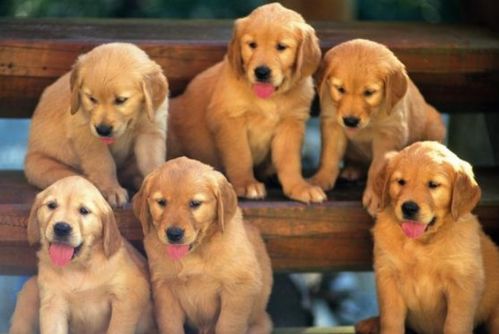 属狗人三合贵人生肖狗，属狗三合手链必备款是哪一款？