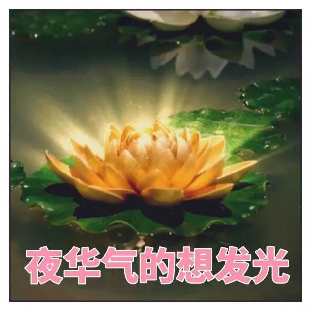 三、 属牛人的性格底色与情感磁场的构建