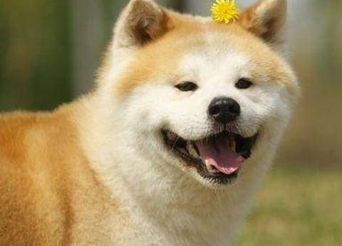 有对象的狗子们要小心啦！