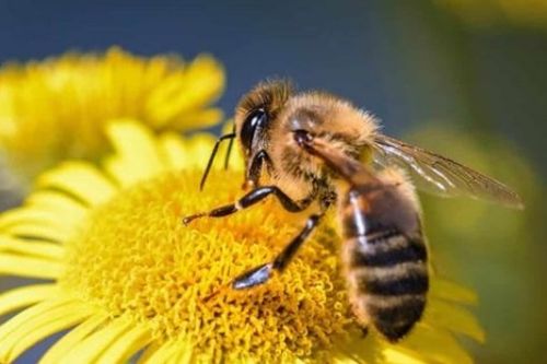 三、 蜜蜂筑巢——勤劳之象亦为富贵象征