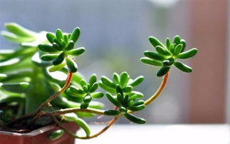 梦见家里的植物疯长，预示着什么吉凶？