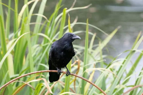 麻雀入宅之象：传统观念、 风水学阐释与现实案例的系统性分析