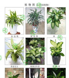 这50种绿植花卉中，哪些名字和特点蕞引人注目？
