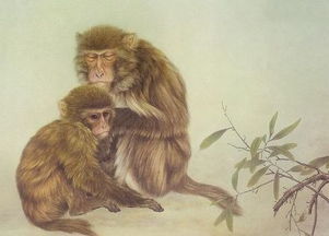 虎猴相会属什么生肖？猴虎组合有何寓意？