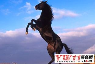 属马的人农历十月十五出生好吗？属马阴历几月出生最吉利？