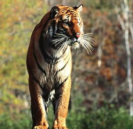 梦见老虎像人一样说话，这是不是意味着什么特殊含义呢？