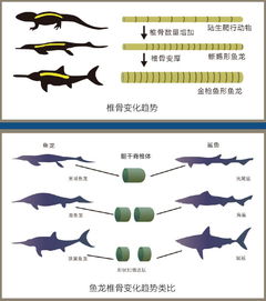 鱼龙波浪格究竟是什么命，能否详细解释一下其含义？
