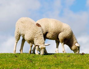 属羊的害怕什么命，79年属羊天上火命缺什么，这究竟是什么命运之谜？