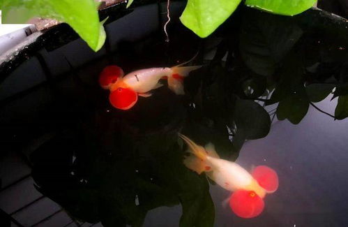 选择什么吉日开缸养鱼，养鱼开缸后需要多少天才能算作正常？