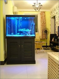 鱼缸摆放的惊天大秘密