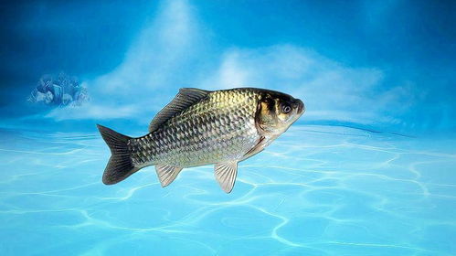 淡水溫帶魚類與極端環境適應對比解析
