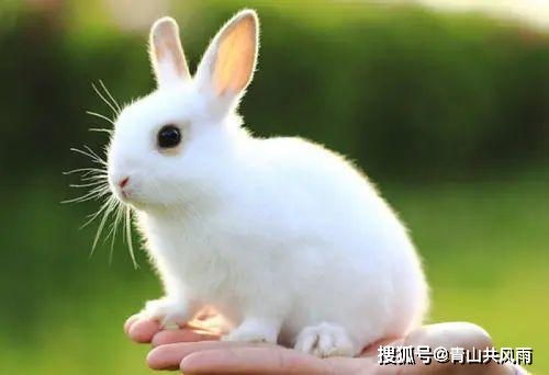 ：兔之惑与阴阳调和之思