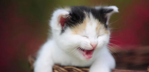 梦见被猫或狗咬，这预示着什么是好是坏呢？