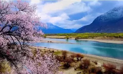 林芝：西藏的江南，  桃花与森林的秘境