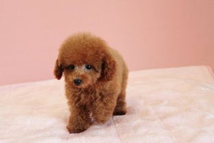 有没有推荐类似来福旺财、泰迪狗这样招财风水又好的宠物名字？