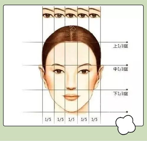颧骨与鼻子的协同作用
