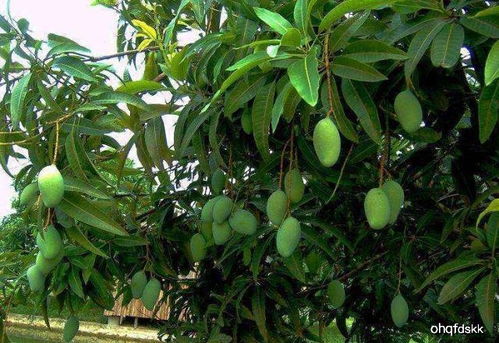 不同植物的风水寓意