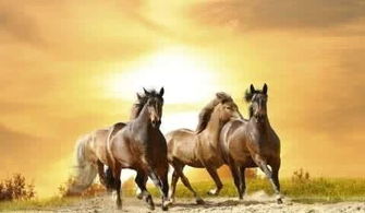 今年属羊的属什么命？1978年属马的寿终年龄是多少岁？这究竟意味着什么？