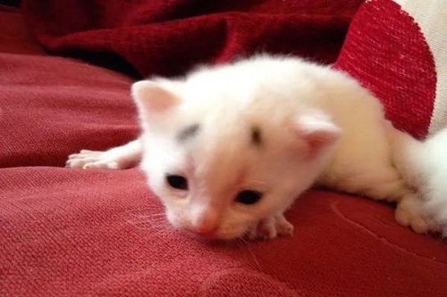 白猫的黑色八字眉连在一起，这是怎么回事呢？