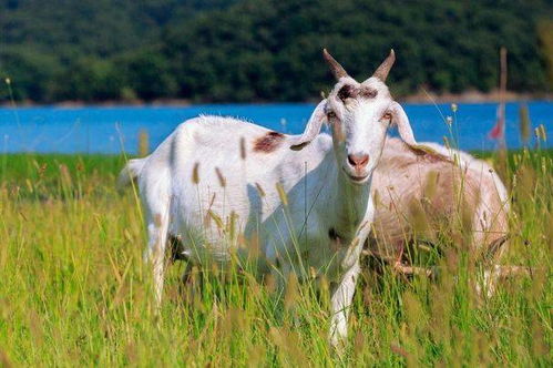 1967年属羊男性2026年婚姻状况如何？