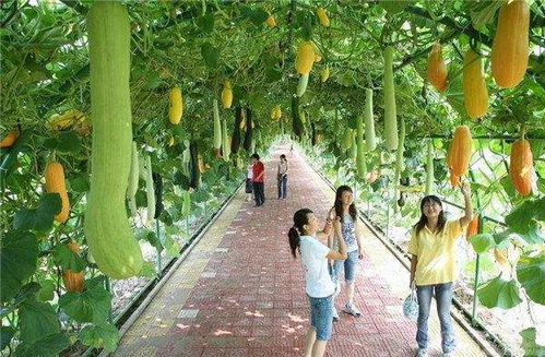 一、  寓意深远的文化解码