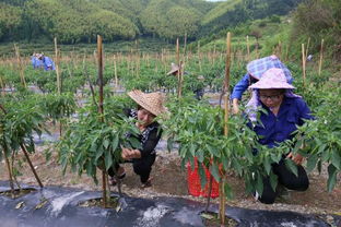 2）玩转同音、谐音、倒读