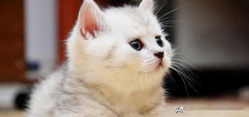 猫在八字里算什么命？猫是什么命？八字命理中的猫命解析？