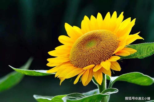 向日葵和五行八卦不得不说的故事