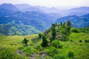 格萨拉生态区那边是不是者阝是草啊