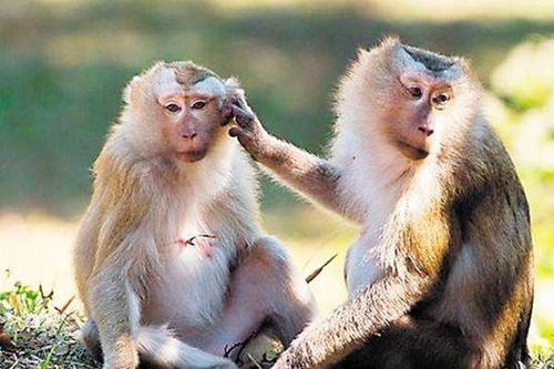 马猴生肖与羊兔相配吗？羊兔马猴是什么生肖组合？