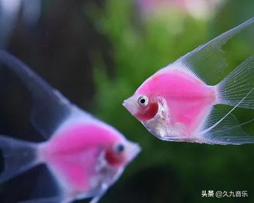 三、 鹦鹉鱼