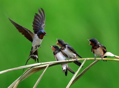 燕子来家是否预示着这是风水极佳的宝地呢？