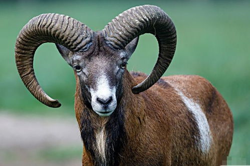 3月属羊财运如何？属羊人这几个月财运状况怎样？