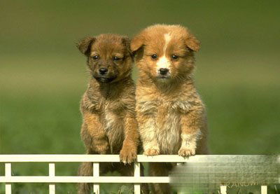 明天属狗运势如何，吉凶预测和今日运势查询结果怎样？