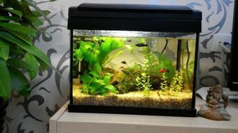 鱼缸摆放位置：人居环境与风水的和谐统一