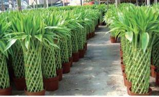 1. 龙血树（Dracaena draco）