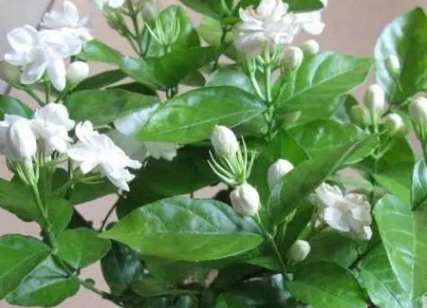 家里适合养茉莉花吗？对风水有好处吗？