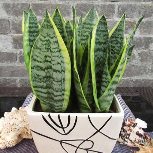 光照条件的科学阐释