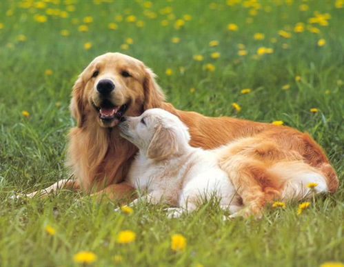 一、  生肖命理视域下的“未戌”关系及其辩证分析