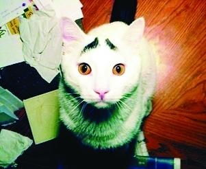 白猫的黑色八字眉连在一起，这是怎么回事呢？