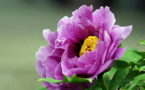 牡丹花属什么生肖？牡丹花比喻什么动物有何寓意？